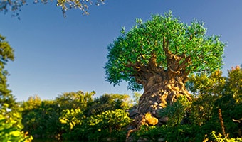 Disney's Animal Kingdom Theme Park The majestic and iconic Tree of Life at Disney's Animal Kingdom theme park